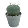 Matucana madisoniorum