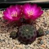 Sulcorebutia rauschi – Image 2