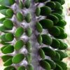 Alluaudia procera – Image 2