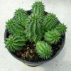 Euphorbia Suzannae – Image 2