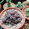Sulcorebutia rauschi – Image 3