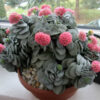 Crassula Morgans Beauty – Image 3