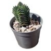 Crassula Temble de Bouddha