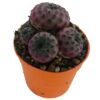 Sulcorebutia rauschi