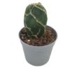 Opuntia reticulata cobra