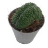 Mammillaria spinosissima pico crestata