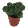 Euphorbia Suzannae
