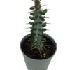 Alluaudia procera