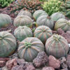 Euphorbia obesa – Image 3