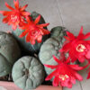 Matucana madisoniorum – Image 2