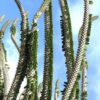 Alluaudia procera – Image 3