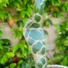 Opuntia reticulata cobra – Image 3