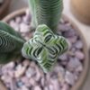 Crassula Temble de Bouddha – Image 2