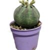 Euphorbia obesa