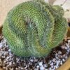 Mammillaria spinosissima pico crestata – Image 2