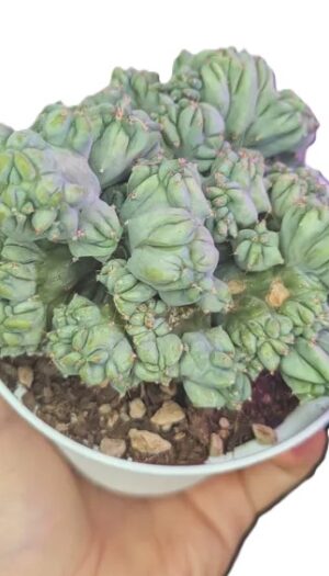 Myrtillocactus Geometrizans crestata