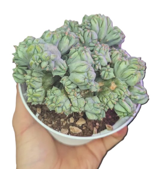 Myrtillocactus Geometrizans crestata