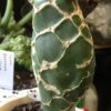 Opuntia reticulata cobra – Image 2