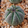 Euphorbia obesa – Image 2