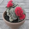 Crassula Morgans Beauty – Image 2