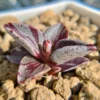 Lenophyllum guttatum variegata – Image 2
