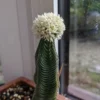 Crassula Temble de Bouddha – Image 3