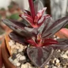 Lenophyllum guttatum variegata – Image 3