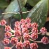 Hoya gracilis – Image 2