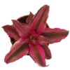 Cryptanthus 'Rubin Star'