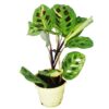 Maranta leuconeura 'Kerchoveana Variegata'