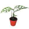 Monstera oblica 'Peru'