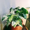 Syngonium albo variegata – Image 3