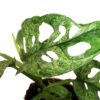 Monstera adansonii 'Mint' – Image 2
