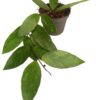 Hoya gracilis