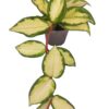 Hoya carnosa tricolor