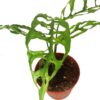 Monstera oblica 'Peru' – Image 2