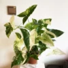 Syngonium albo variegata – Image 4