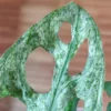 Monstera adansonii 'Mint' – Image 3