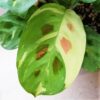 Maranta leuconeura 'Kerchoveana Variegata' – Image 3