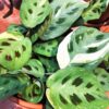 Maranta leuconeura 'Kerchoveana Variegata' – Image 2