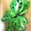 Maranta leuconeura 'Kerchoveana Variegata' – Image 4