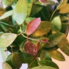 Hoya gracilis – Image 3