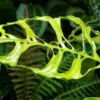 Monstera oblica 'Peru' – Image 5