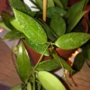 Hoya gracilis – Image 4