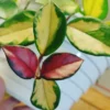 Hoya carnosa tricolor – Image 2