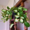 Hoya carnosa tricolor – Image 4