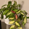 Hoya carnosa tricolor – Image 3