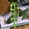 Monstera oblica 'Peru' – Image 3