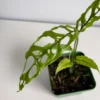 Monstera oblica 'Peru' – Image 4