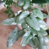 Philodendron hastatum Silver Sword – Image 2